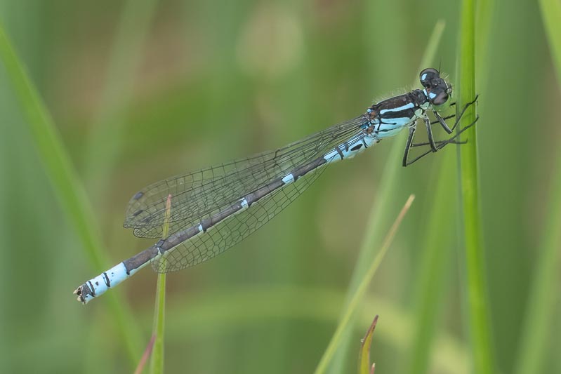 Coenagrion lunulatum male.jpg